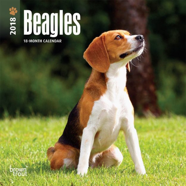 Beagles 2018 7 X 7 Inch Monthly Mini Wall Calendar