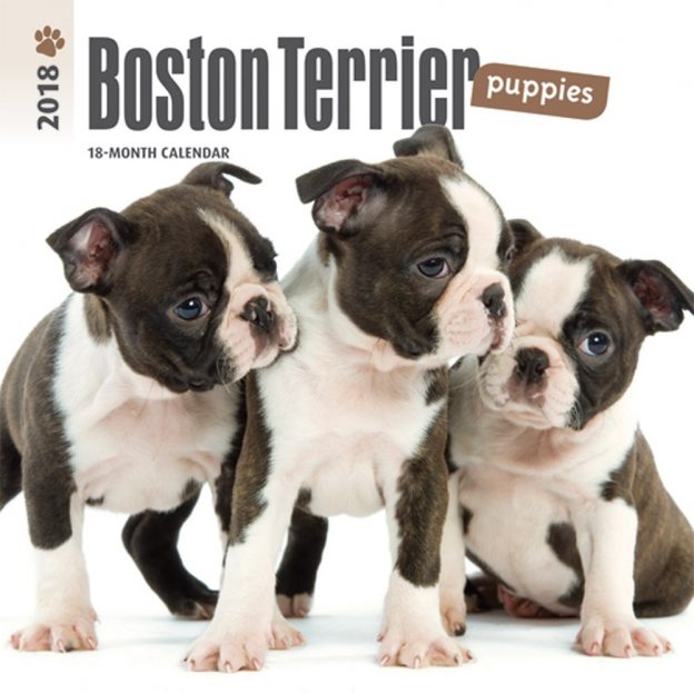Boston Terrier Puppies 2018 7 X 7 Inch Monthly Mini Wall Calendar