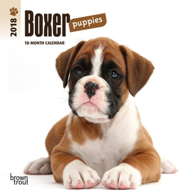 Boxer Puppies 2018 7 X 7 Inch Monthly Mini Wall Calendar