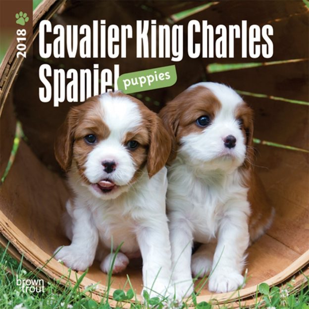 Cavalier King Charles Spaniel Puppies 2018 7 X 7 Inch Monthly Mini Wall Calendar