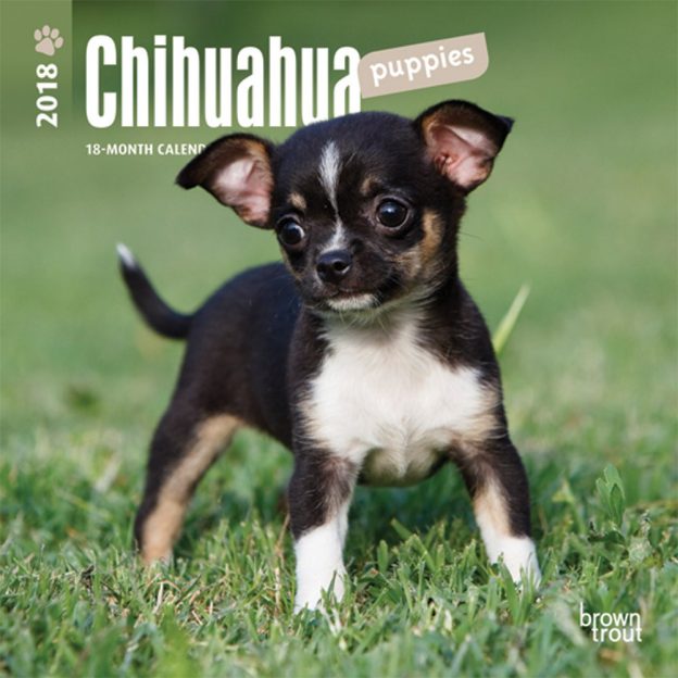 Chihuahua Puppies 2018 7 X 7 Inch Monthly Mini Wall Calendar