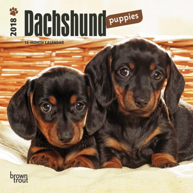 Dachshund Puppies 2018 7 X 7 Inch Monthly Mini Wall Calendar