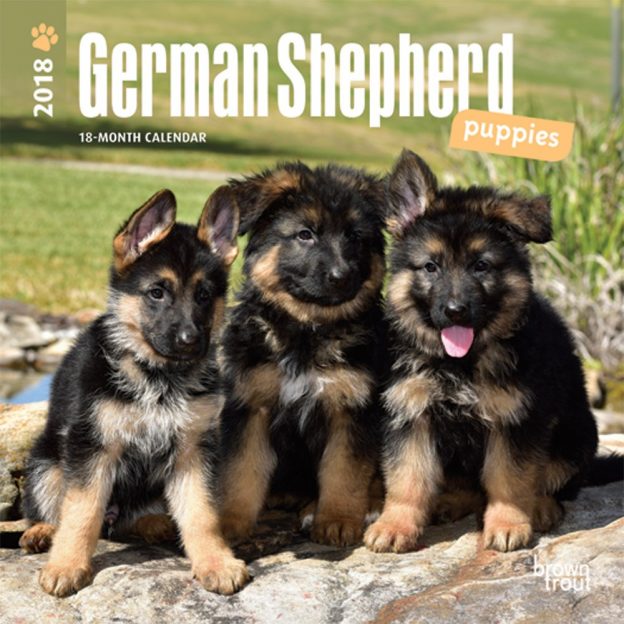 German Shepherd Puppies 2018 7 X 7 Inch Monthly Mini Wall Calendar