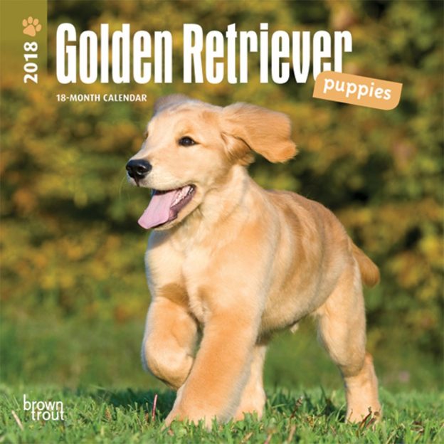Golden Retriever Puppies 2018 7 X 7 Inch Monthly Mini Wall Calendar