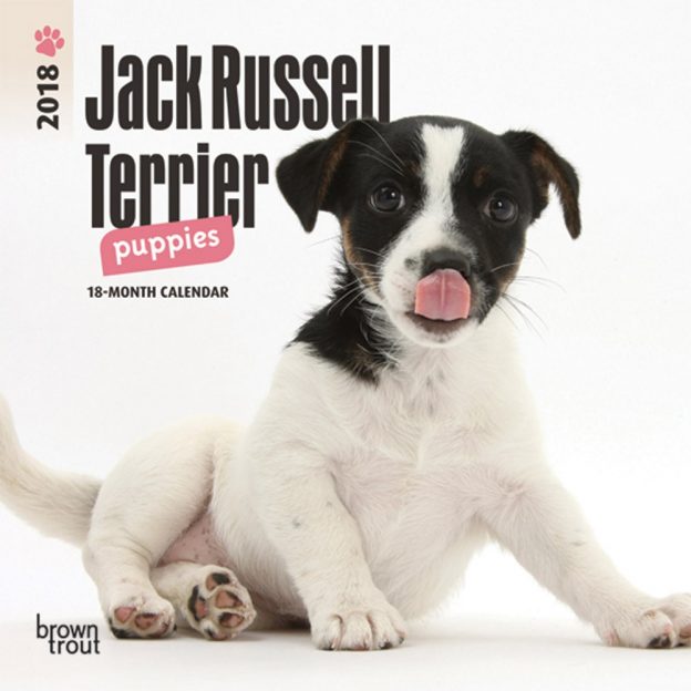 Jack Russell Terrier Puppies 2018 7 X 7 Inch Monthly Mini Wall Calendar
