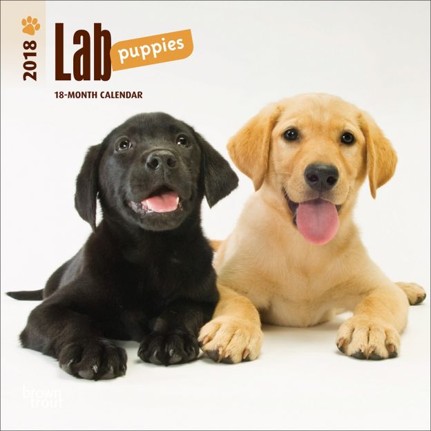 Lab Puppies 2018 7 X 7 Inch Monthly Mini Wall Calendar