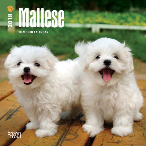 Maltese 2018 7 X 7 Inch Monthly Mini Wall Calendar