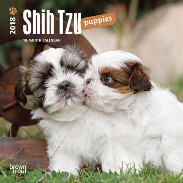 Shih Tzu Puppies 2018 7 X 7 Inch Monthly Mini Wall Calendar