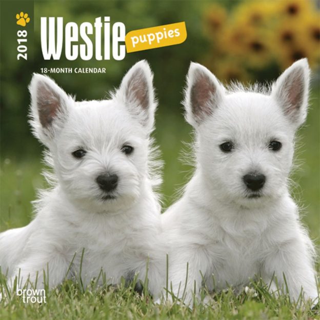 West Highland White Terrier Puppies 2018 7 X 7 Inch Monthly Mini Wall Calendar