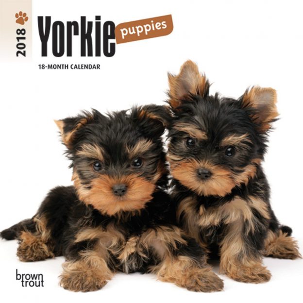 Yorkshire Terrier Puppies 2018 7 X 7 Inch Monthly Mini Wall Calendar