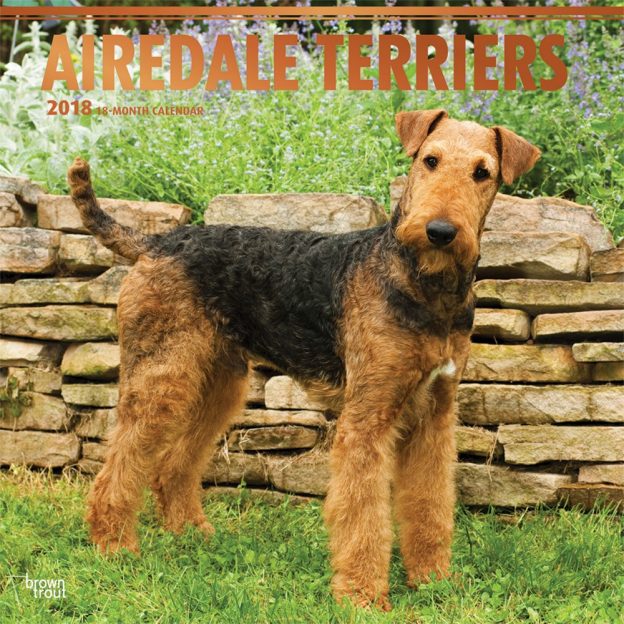 Airedale Terriers 2018 12 X 12 Inch Monthly Square Wall Calendar With Foil Stamped Cover