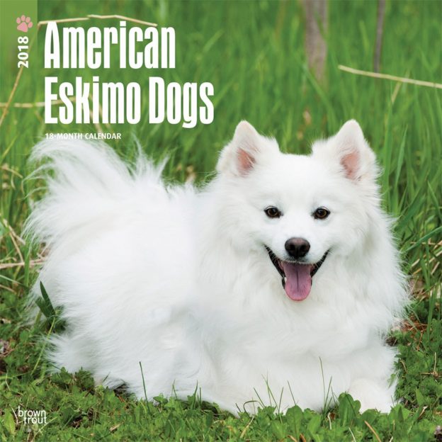 American Eskimo Dogs 2018 12 X 12 Inch Monthly Square Wall Calendar