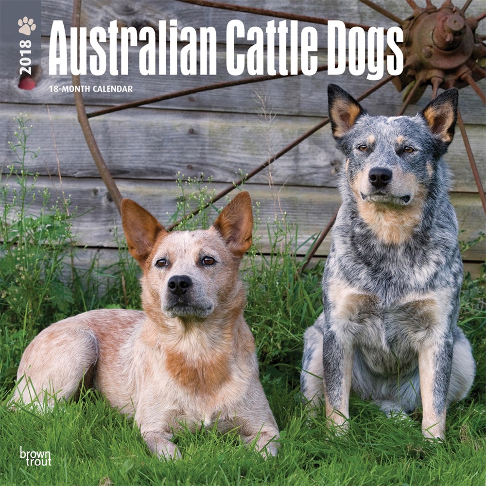 Australian Cattle Dogs DogDays 2023 Calendar and Puzzle App for