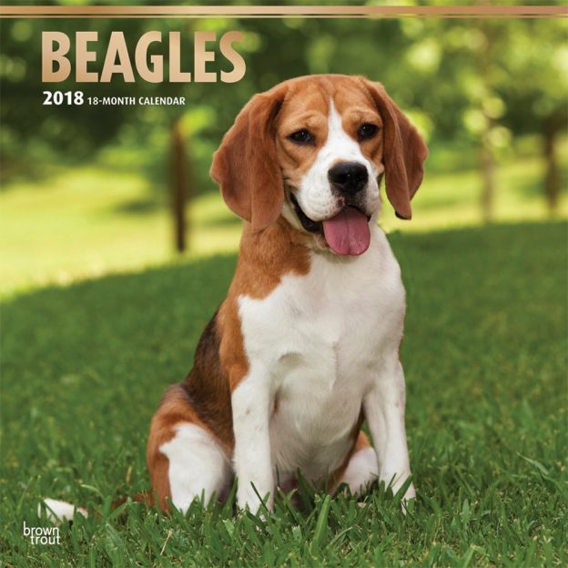 Beagles 2018 12 X 12 Inch Monthly Square Wall Calendar With Foil Stamped Cover