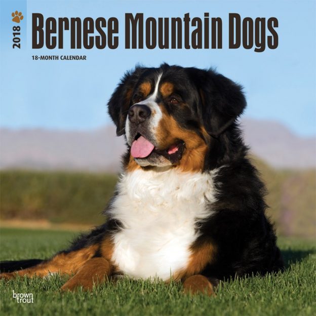 Bernese Mountain Dogs 2018 12 X 12 Inch Monthly Square Wall Calendar
