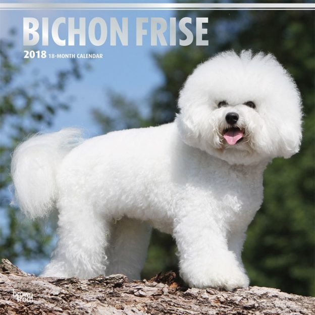 Bichon Frise 2018 12 X 12 Inch Monthly Square Wall Calendar With Foil Stamped Cover