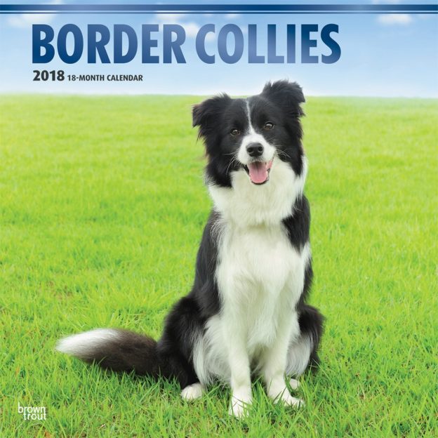Border Collies 2018 12 X 12 Inch Monthly Square Wall Calendar With Foil Stamped Cover