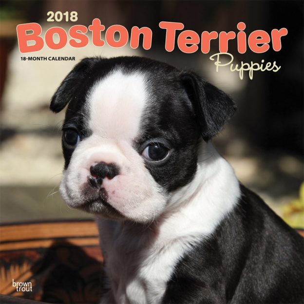 Boston Terrier Puppies 2018 12 X 12 Inch Monthly Square Wall Calendar