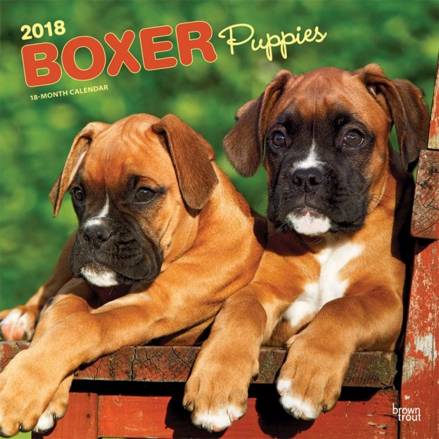 Boxer Puppies 2018 12 X 12 Inch Monthly Square Wall Calendar