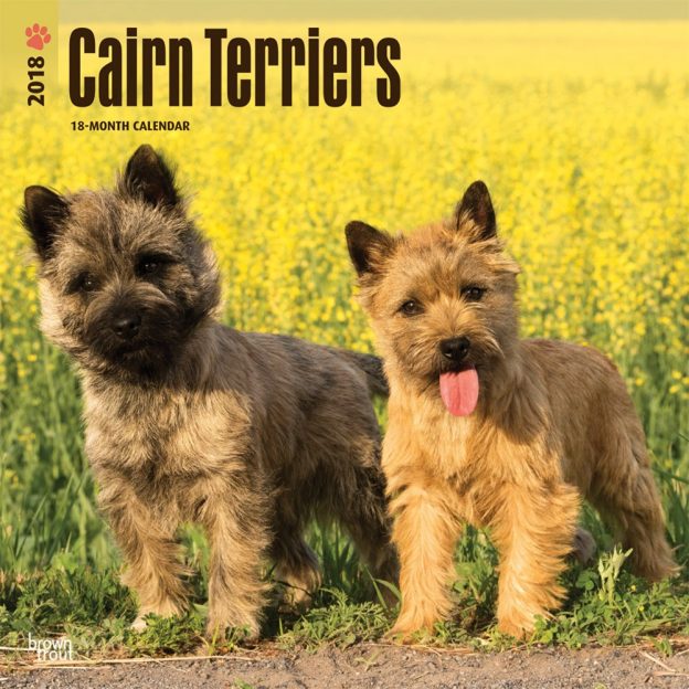 Cairn Terriers 2018 12 X 12 Inch Monthly Square Wall Calendar