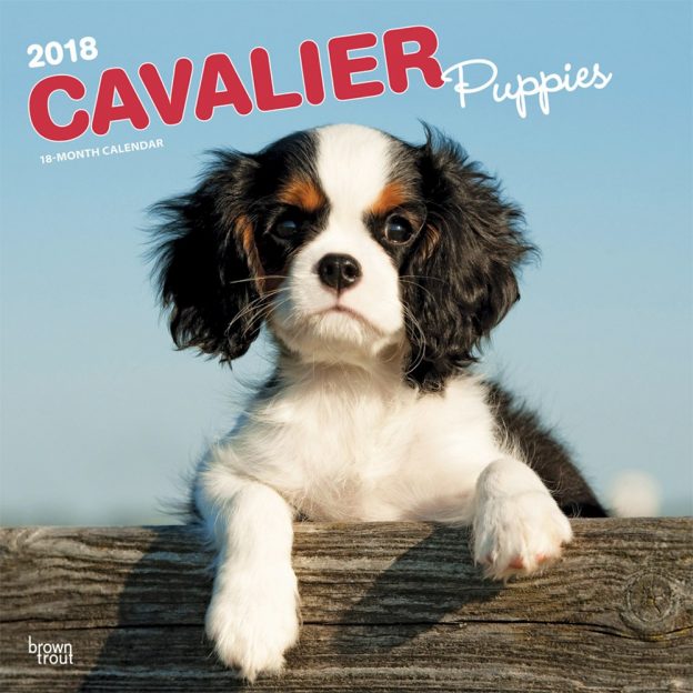 Cavalier King Charles Spaniel Puppies 2018 12 X 12 Inch Monthly Square Wall Calendar