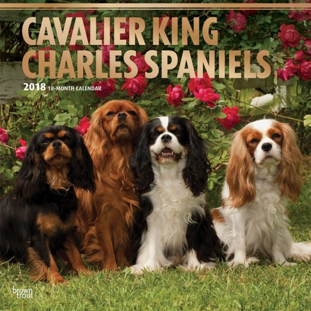 Cavalier King Charles Spaniels 2018 12 X 12 Inch Monthly Square Wall Calendar With Foil Stamped Cover