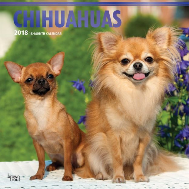 Chihuahuas 2018 12 X 12 Inch Monthly Square Wall Calendar With Foil Stamped Cover