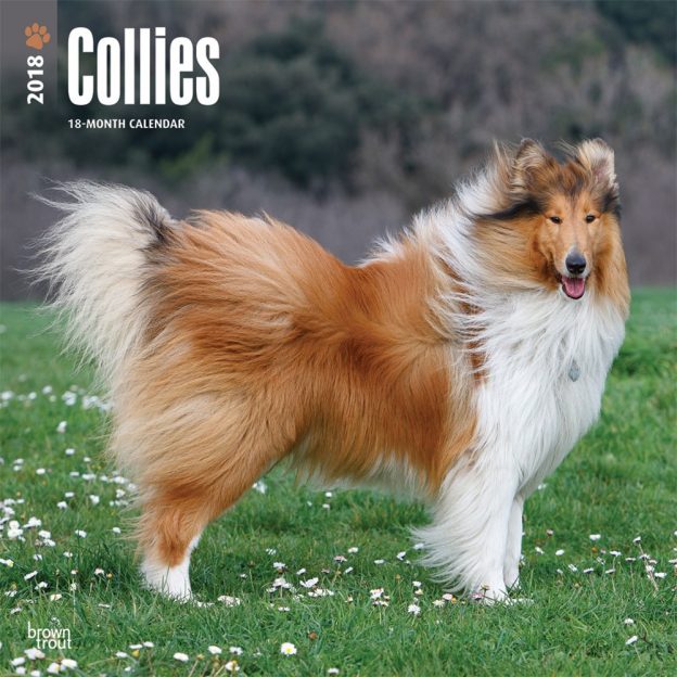 Collies 2018 12 X 12 Inch Monthly Square Wall Calendar