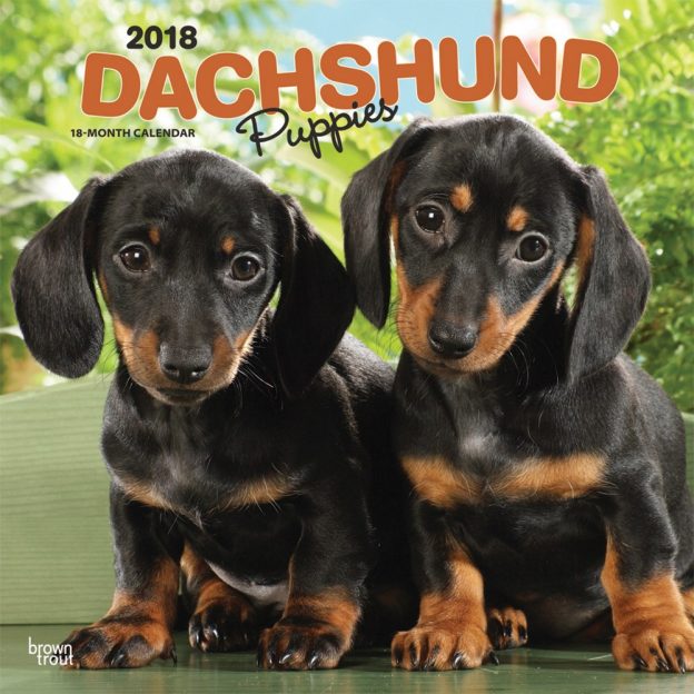 Dachshund Puppies 2018 12 X 12 Inch Monthly Square Wall Calendar