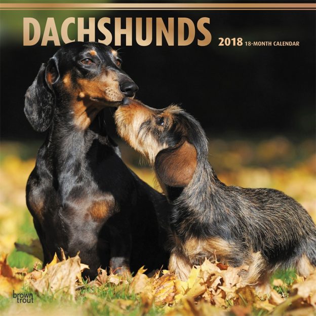 Dachshunds 2018 12 X 12 Inch Monthly Square Wall Calendar With Foil Stamped Cover