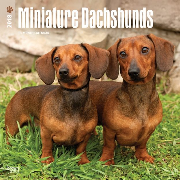 Miniature Dachshunds 2018 12 X 12 Inch Monthly Square Wall Calendar