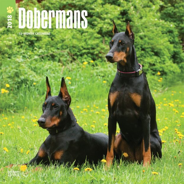 Dobermans 2018 12 X 12 Inch Monthly Square Wall Calendar