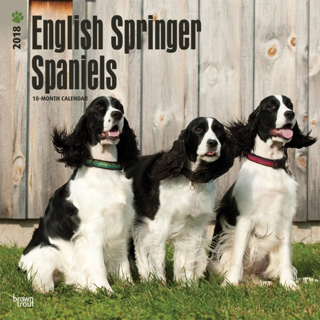 English Springer Spaniels 2018 12 X 12 Inch Monthly Square Wall Calendar