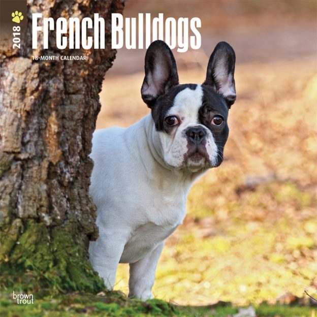 French Bulldogs 2018 12 X 12 Inch Monthly Square Wall Calendar