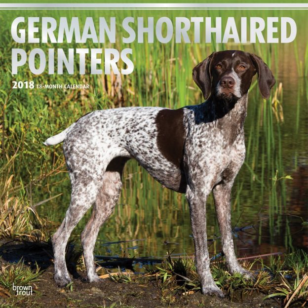 German Shorthaired Pointers 2018 12 X 12 Inch Monthly Square Wall Calendar With Foil Stamped Cover