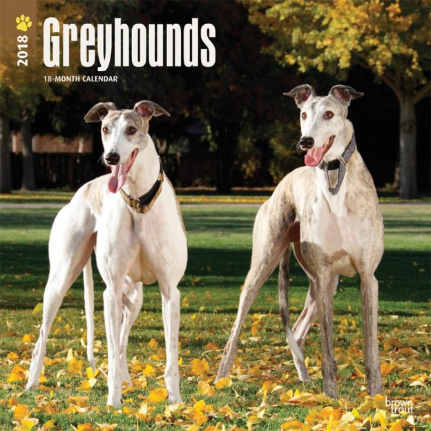 Greyhounds 2018 12 X 12 Inch Monthly Square Wall Calendar