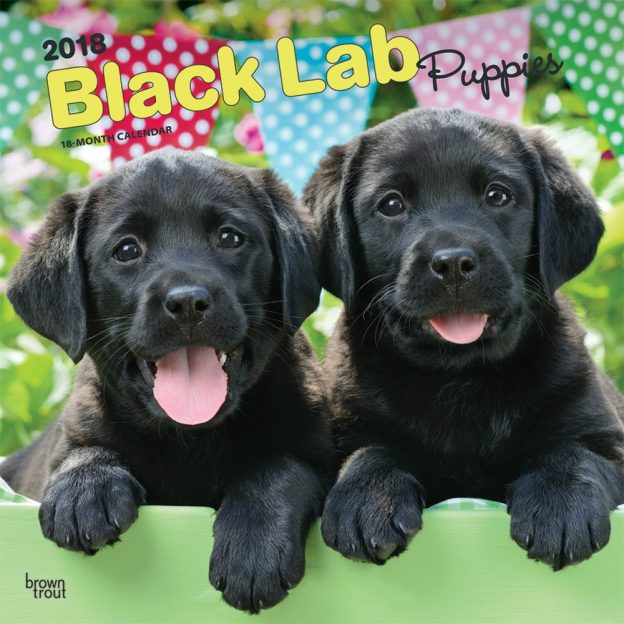 Black Labrador Retriever Puppies 2018 12 X 12 Inch Monthly Square Wall Calendar