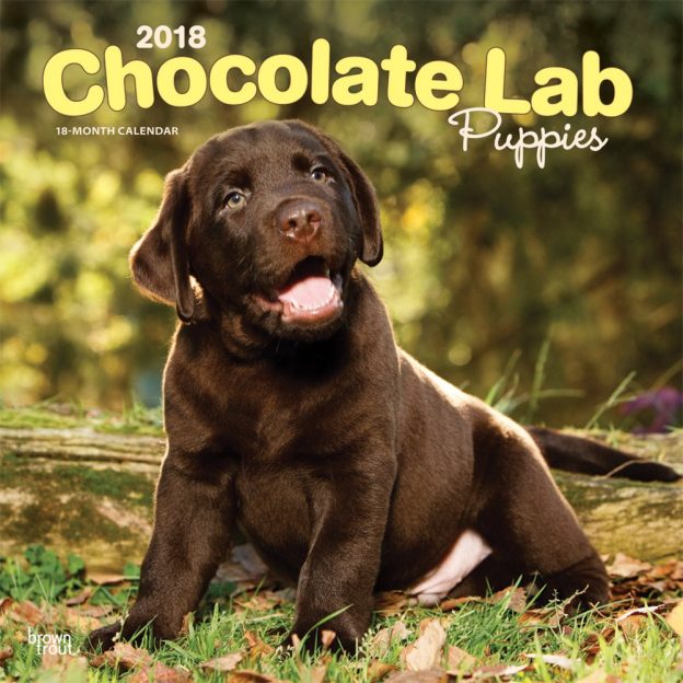Chocolate Labrador Retriever Puppies 2018 12 X 12 Inch Monthly Square Wall Calendar