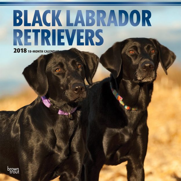 Black Labrador Retrievers 2018 12 X 12 Inch Monthly Square Wall Calendar With Foil Stamped Cover