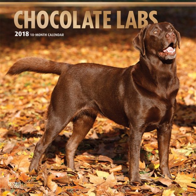 Chocolate Labrador Retrievers 2018 12 X 12 Inch Monthly Square Wall Calendar With Foil Stamped Cover