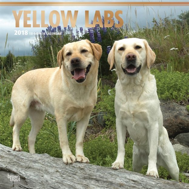 Yellow Labrador Retrievers 2018 12 X 12 Inch Monthly Square Wall Calendar With Foil Stamped Cover