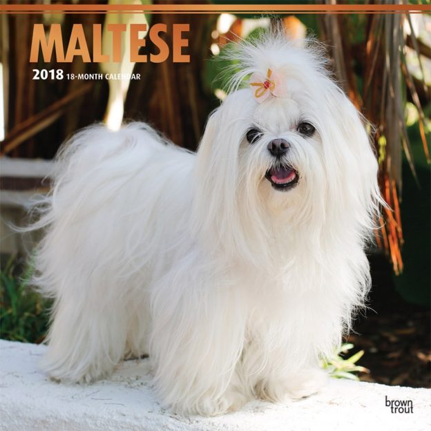 Maltese 2018 12 X 12 Inch Monthly Square Wall Calendar With Foil Stamped Cover