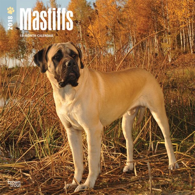 Mastiffs 2018 12 X 12 Inch Monthly Square Wall Calendar