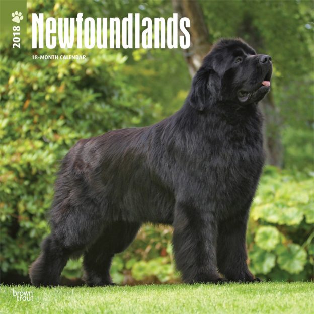 Newfoundlands 2018 12 X 12 Inch Monthly Square Wall Calendar