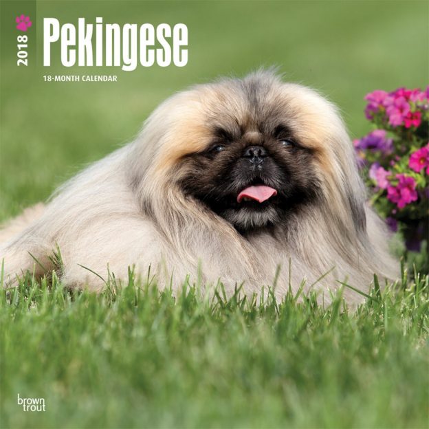 Pekingese 2018 12 X 12 Inch Monthly Square Wall Calendar