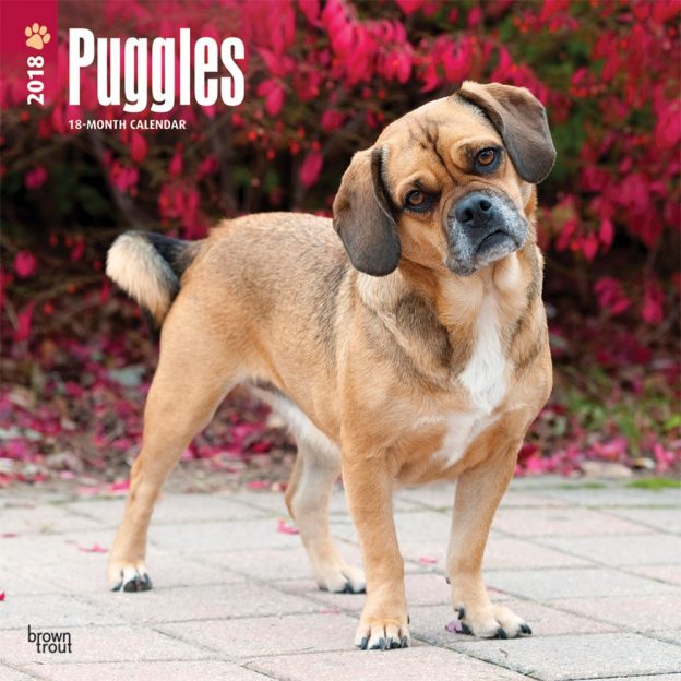 Puggles 2018 12 X 12 Inch Monthly Square Wall Calendar