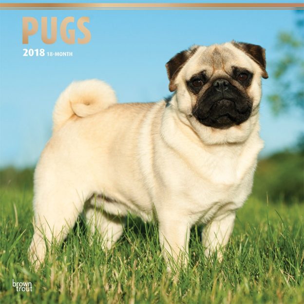 Pugs 2018 12 X 12 Inch Monthly Square Wall Calendar With Foil Stamped Cover