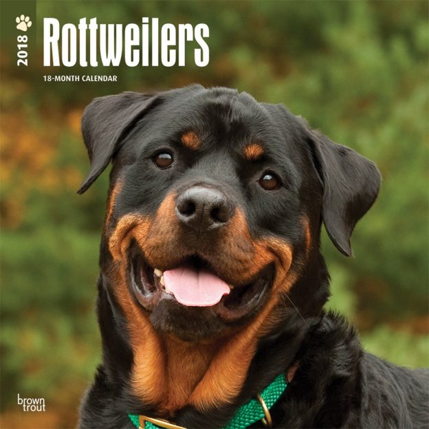 Rottweilers 2018 12 X 12 Inch Monthly Square Wall Calendar