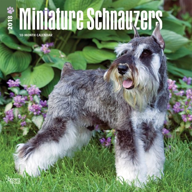 Miniature Schnauzers 2018 12 X 12 Inch Monthly Square Wall Calendar
