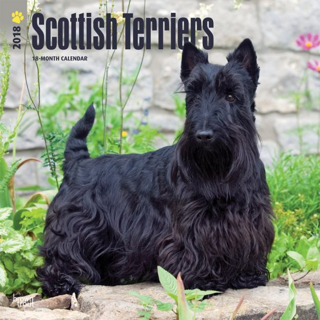 Scottish Terriers 2018 12 X 12 Inch Monthly Square Wall Calendar